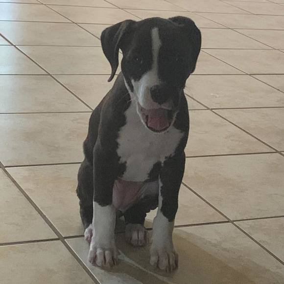 Meet your Posher, Adrian - Picture 1 of 1